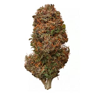 Wholesale Order Page 22