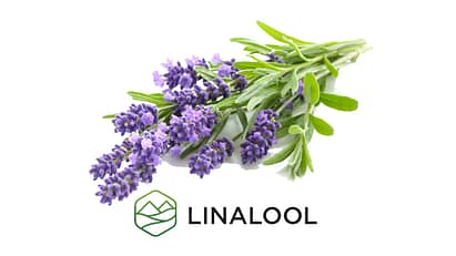 Linalool 1